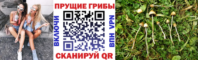 цены   Югорск  Галлюциногенные грибы Cubensis 